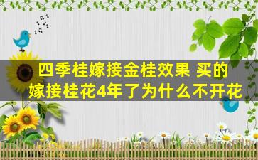 四季桂嫁接金桂效果 买的嫁接桂花4年了为什么不开花